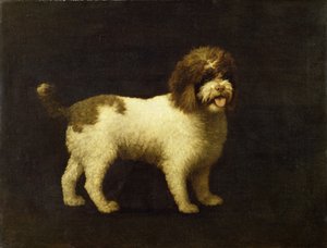 En vannspaniel, 1769